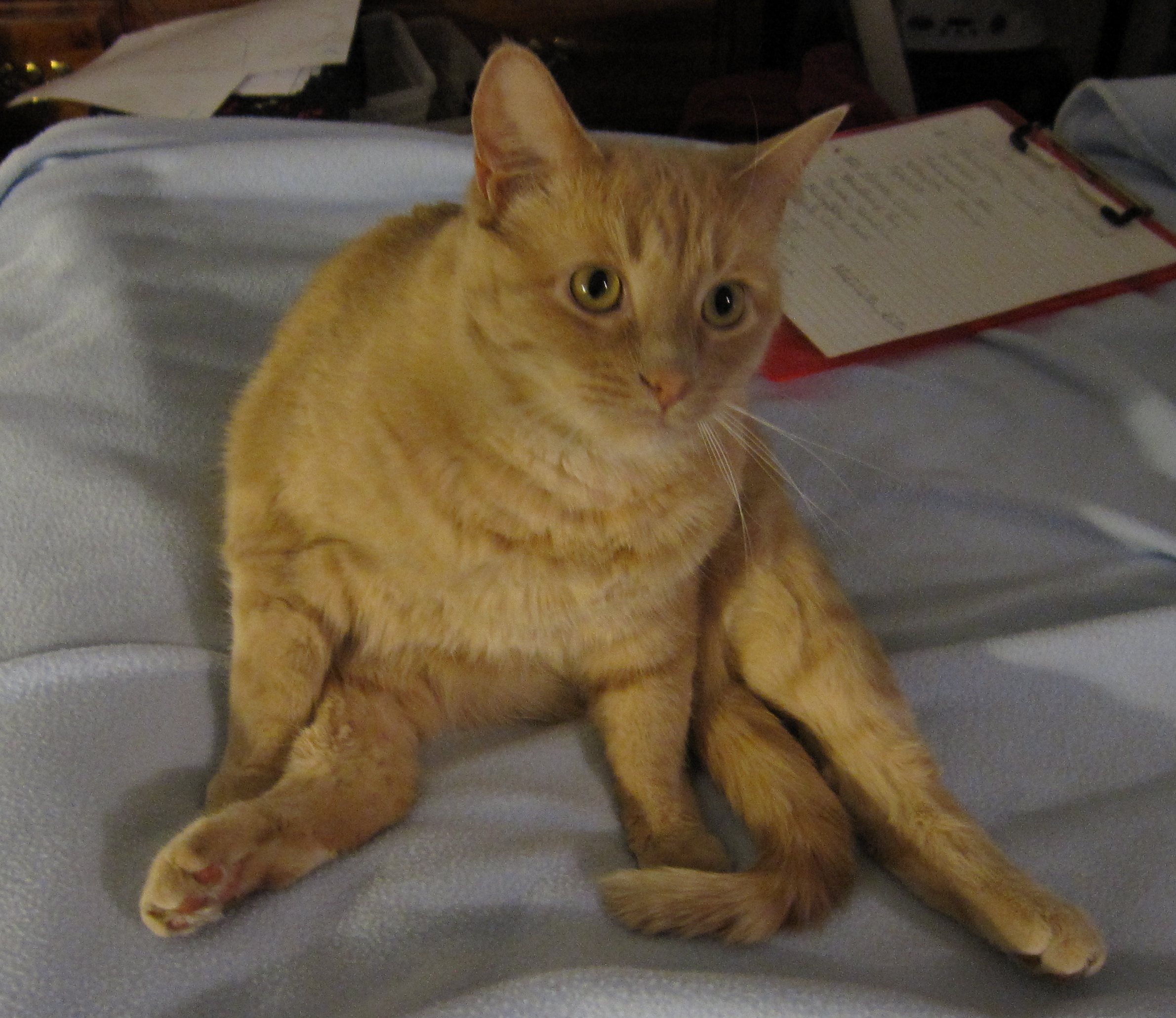 256_forums.jpg?width=721