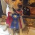Dogs smile PPT.jpg