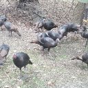 Turkeys.jpg