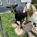 Goat Test 2.jpg