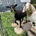 Goat Test 2.jpg