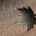 IMG_0993.jpeg