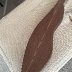 IMG_5975.jpeg