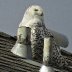 snowy owl smile.jpg