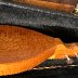 birdseye Maple.jpg