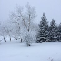 2019_01_18 fresh snow on Hardy's Hill.JPG