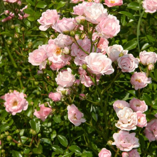 flowers3