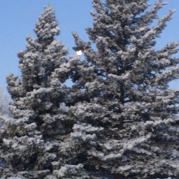 2019_12_14 moon behind spruce tree.JPG