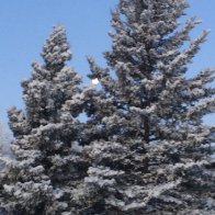 2019_12_14 moon behind spruce tree.JPG