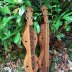 Two Bob Gerard Dulcimers 1