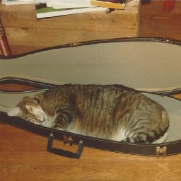 Kedi in dulcimer case.jpg