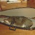 Kedi in dulcimer case