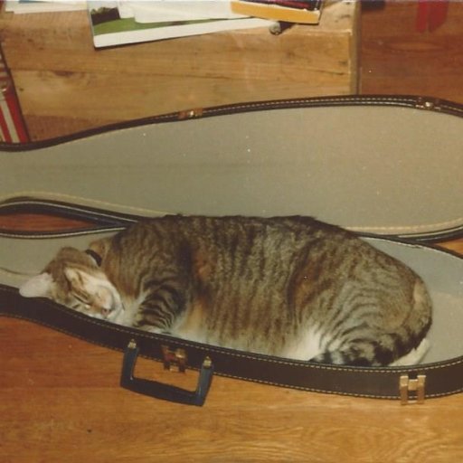 Kedi in dulcimer case