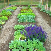 My vegetable garden june2010