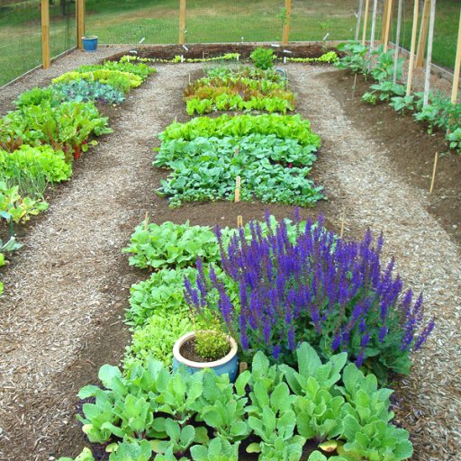 My vegetable garden june2010