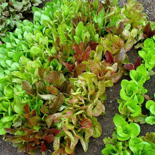 Lettuces in my kitchen garden