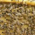 Queen is walking on capped brood