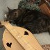 Dexter with dulcimers, couch-2025