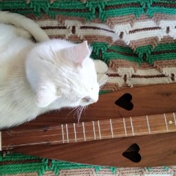 Taz with Walnut Valley Dulcimer-2.jpg