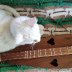 Taz with Walnut Valley Dulcimer-2