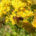 Honey Bee on Golden Rod