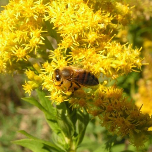 Honey Bee on Golden Rod