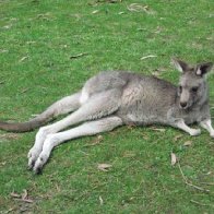 Kangaroo pic 1