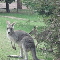 Kangaroo pic 2
