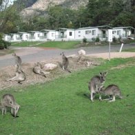 Kangaroo pic 3