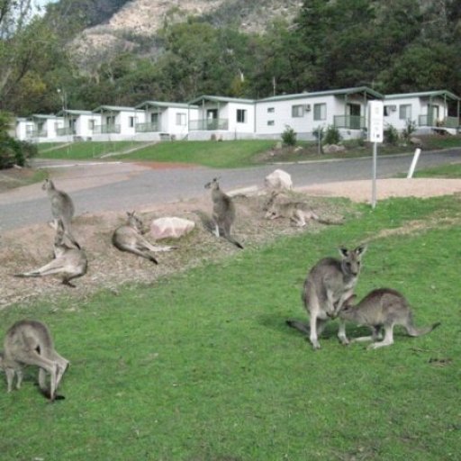 Kangaroo pic 3