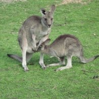 Kangaroo pic 4