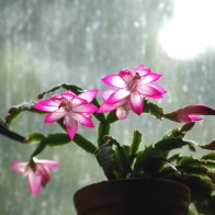 Xmas Cactus