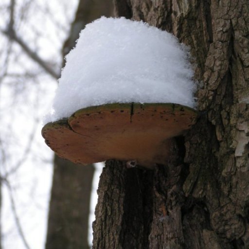 Natures shelf