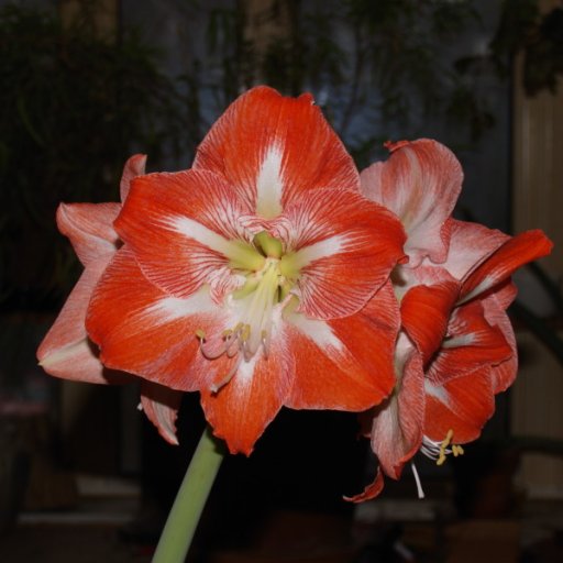 Amaryllis