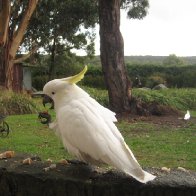 Feeding the Cockatoos