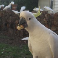 Cockatoo with Bread
