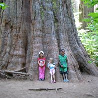 underneath a giant sequoia