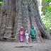 underneath a giant sequoia