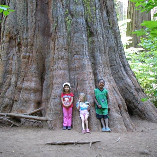 underneath a giant sequoia