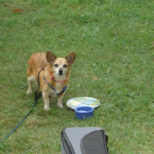 Candy, our guard dog... she had our back