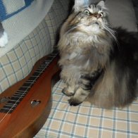 Polly-cat with dulcimer