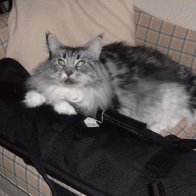 Jessie-cat with dulcimer