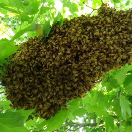 Big swarm