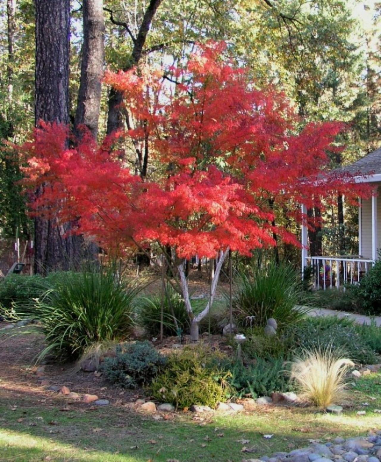 "Seiryu" Japanese Maple In Front Yard - Photos - Jeannie In Paradise