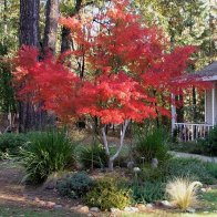"Seiryu" Japanese Maple in front yard