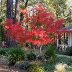 "Seiryu" Japanese Maple in front yard