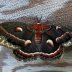 Cecropia Moth