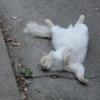 "Tango": another "dead kitty" pose