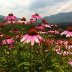 Cone Flowers and Mountains