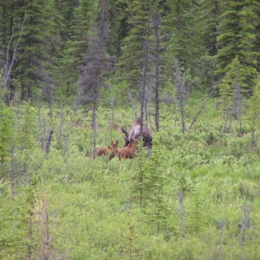 Alaska Trip 205